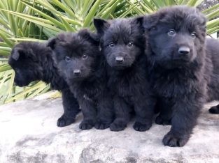 German Shepherd Puppies
