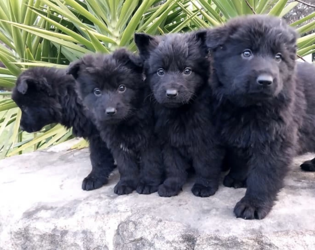 German Shepherd Puppies