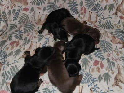 Smooth haired minature dachshund puppies