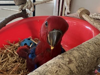 Handraised Female Eclectus