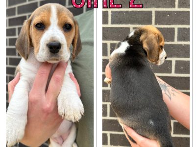 Purebred Beagle Puppies
