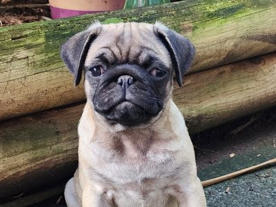 Pug Puppies Pure Bred