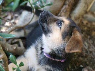 German Shepherd Pupples