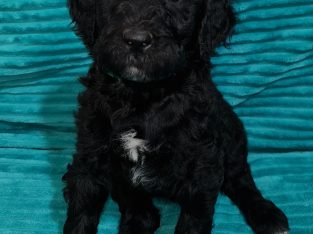 Labradoodle (Cobberdog) puppies ready NOW!