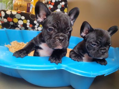 French Bulldog Puppies for sale