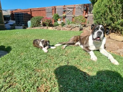 Wonderful boxer pupps looking for their new home