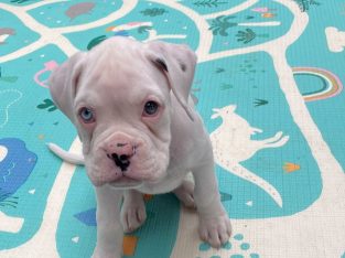 Wonderful boxer pupps looking for their new home