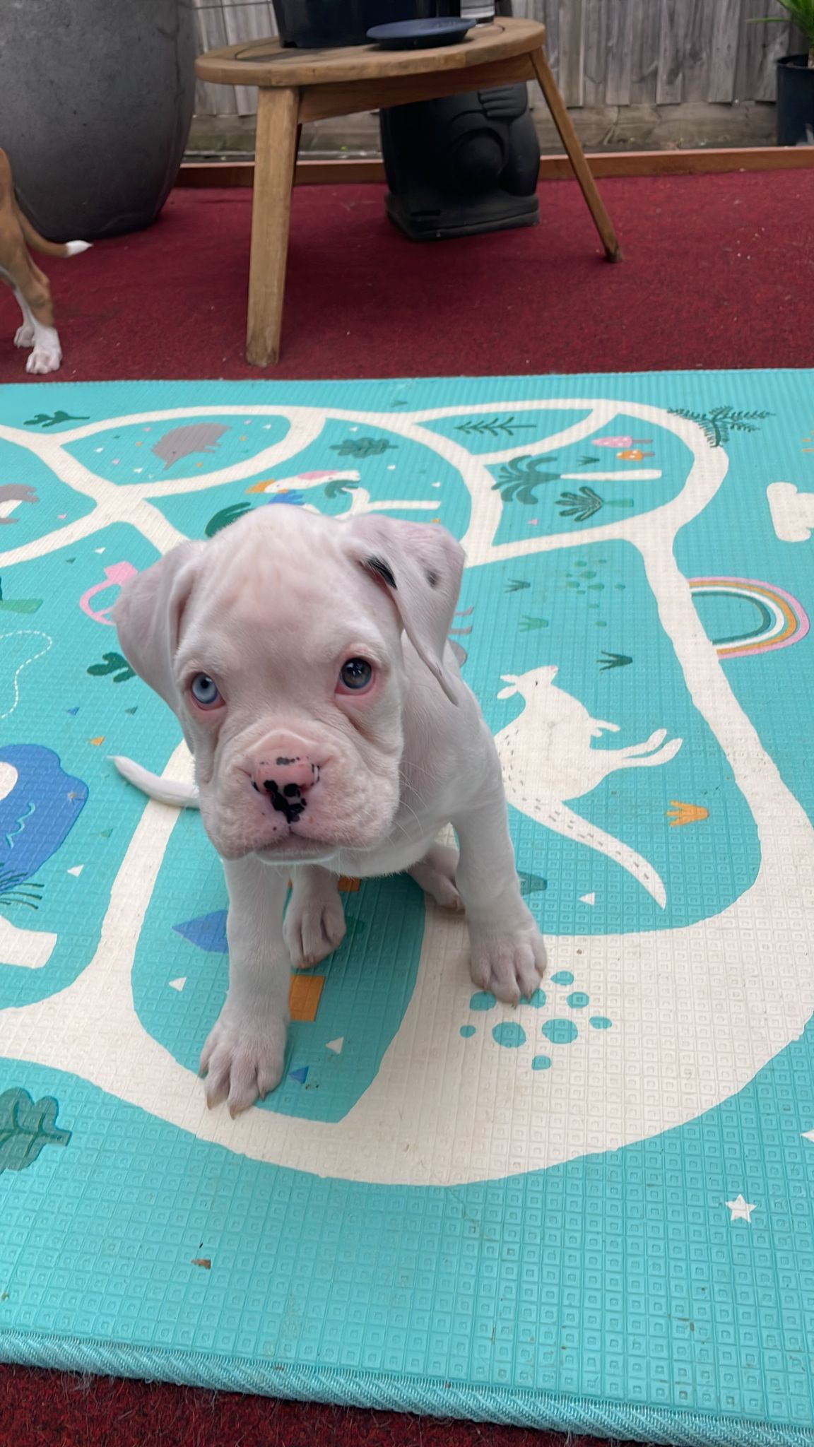 Wonderful boxer pupps looking for their new home