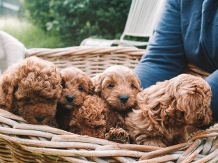 PURE BRED F1B CAVOODLE PUPS