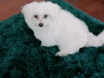 Purebred Powder-Puff Maltese Puppies