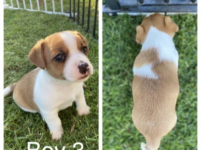 Jack Russell Terrier puppies
