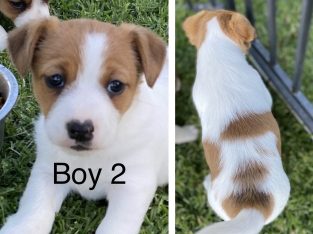 Jack Russell Terrier puppies