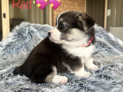 Purebred Pembroke Welsh Corgi’s