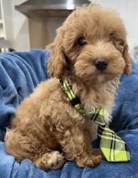 Stunning Cavoodle Puppies