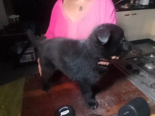 Belgian malinois puppies