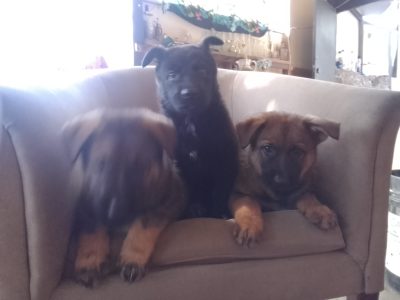 Belgian malinois puppies