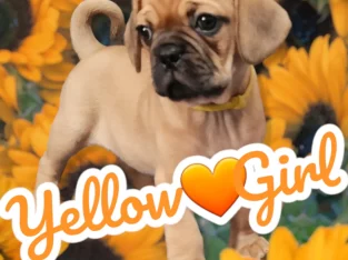 Four Curly Tail Pugalier Puppies 7 weeks old.