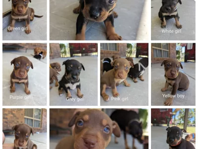 Purebred Kelpie Puppies
