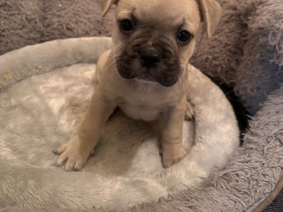 3/4 Frug Puppies ( French Bulldog x Pug)