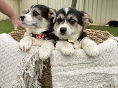 Purebred Pembroke Welsh Corgi Puppies