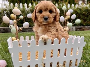 Teddy bear Toy Cavoodle puppies