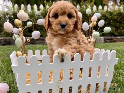 Teddy bear Toy Cavoodle puppies