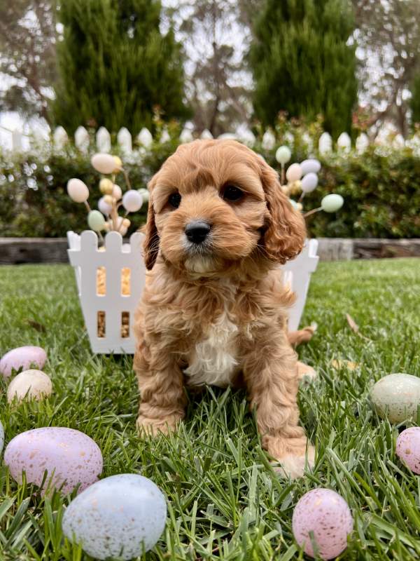 Teddy bear Toy Cavoodle puppies