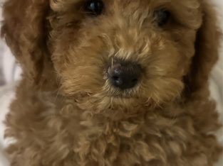 Toy Cavoodle Puppies Male and Female