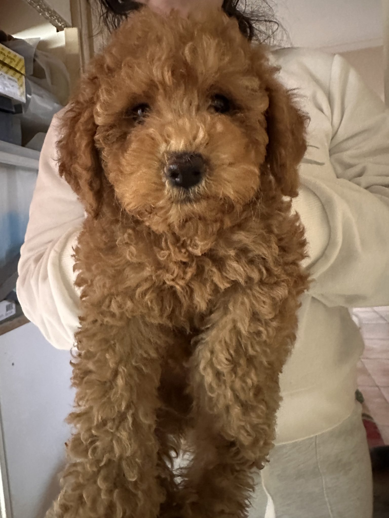 Toy Cavoodle Puppies Male and Female