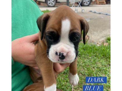 Boxer Puppies