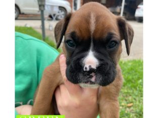 Boxer Puppies
