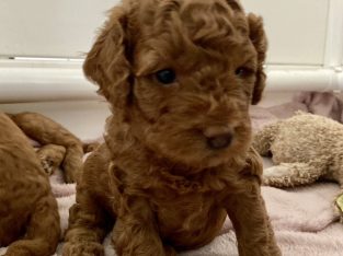 Gorgeous Red Toy Cavoodles