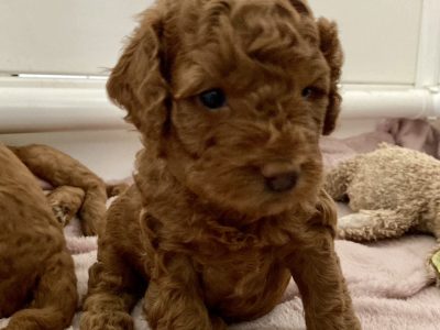 Gorgeous Red Toy Cavoodles