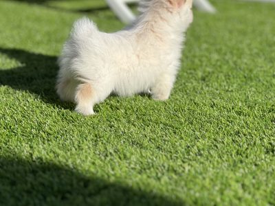 white pomeranian x pomchi puppie