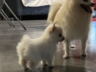 white pomeranian x pomchi puppie