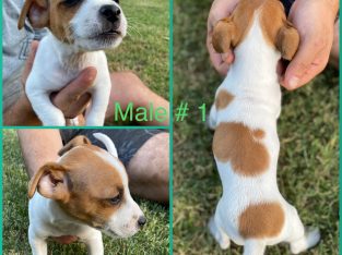 Purebred Jack Russell Puppies