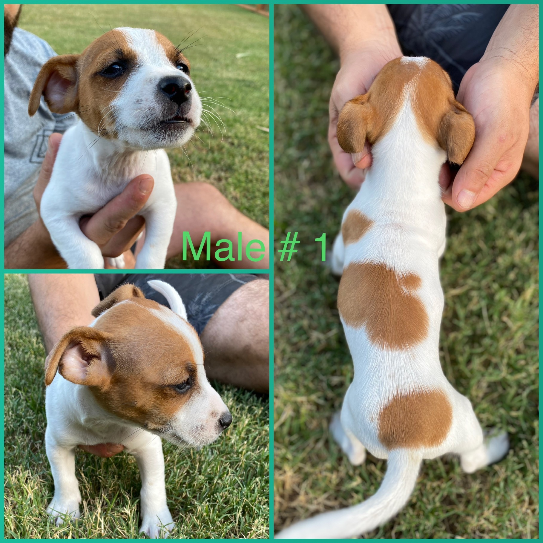 Purebred Jack Russell Puppies