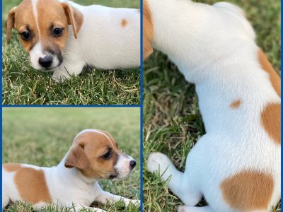 Purebred Jack Russell Puppies