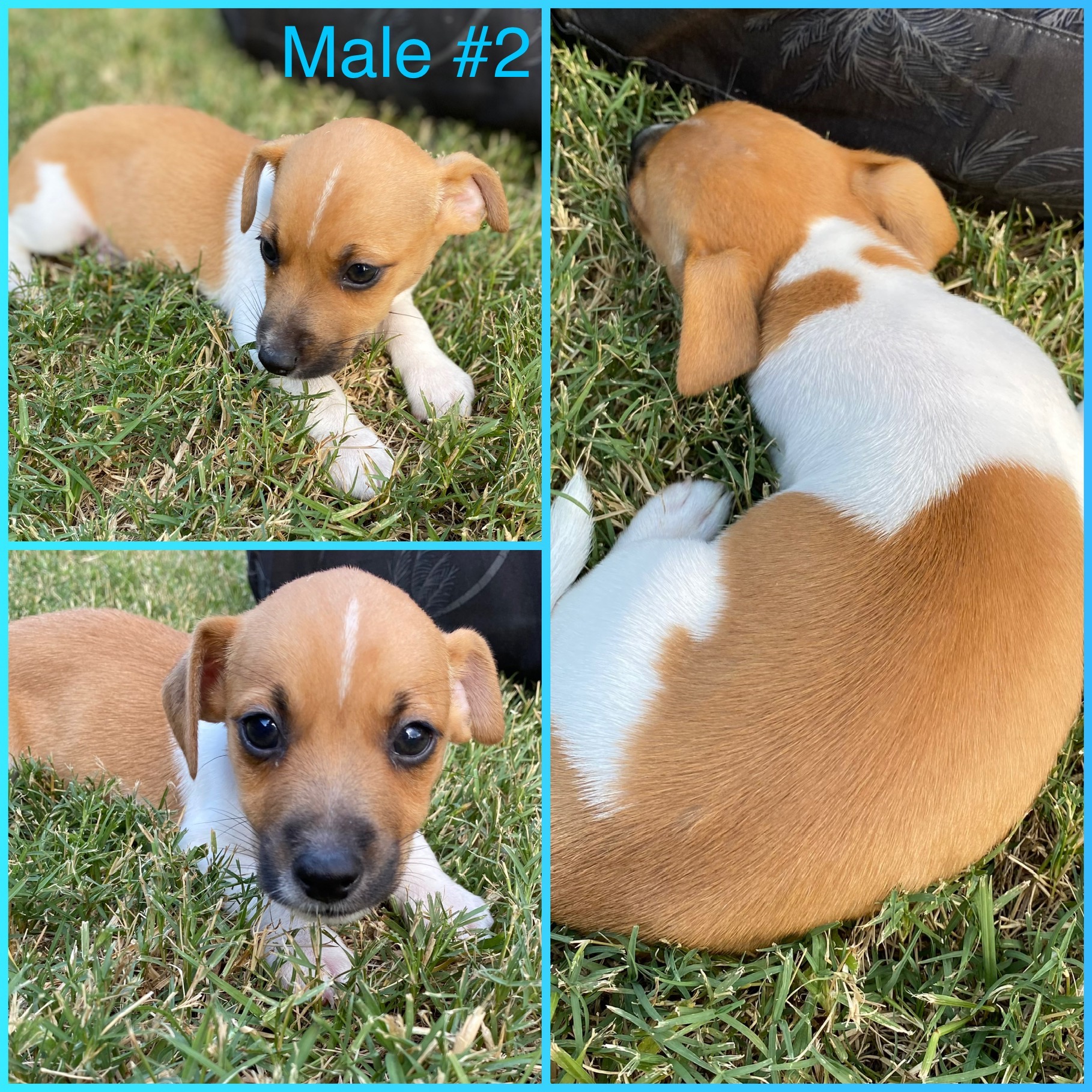 Purebred Jack Russell Puppies