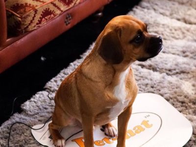 Pet Mat: The smartest way to keep your pets warm!