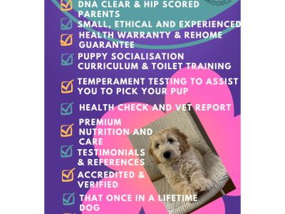 Groodle Puppies – Upcoming Litter