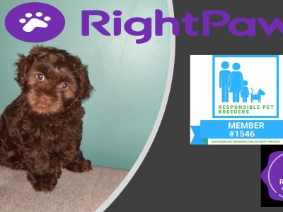 Cavoodle crossed Moodle Puppies