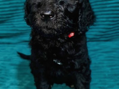 Labradoodle (Cobberdog) puppies ready NOW!