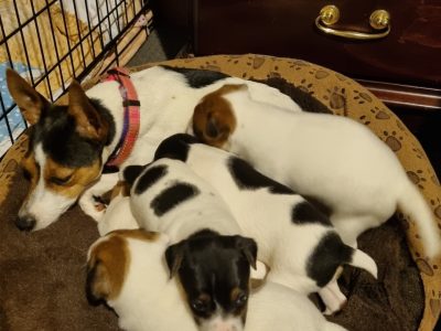 Minature fox terrier x Tenterfield puppies