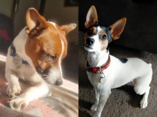 Minature fox terrier x Tenterfield puppies