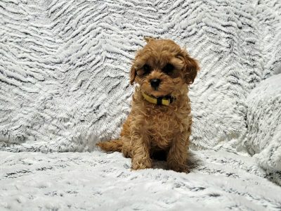 Toy Cavoodle Puppies