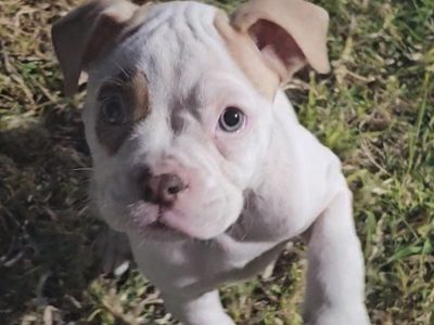 Pure-Bred American Bulldog Puppies Ready to go!!