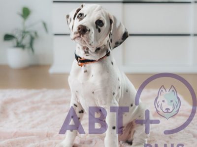 ABT-Plus Online dog training & Behaviour services