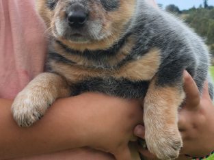 Adorable Blue Cattle Puppy – Pure Breed – 1 left