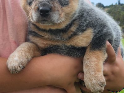 Adorable Blue Cattle Puppy – Pure Breed – 1 left